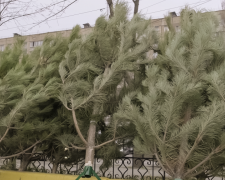 Криворізька поліція перевіряє місця продажу хвойних дерев: які є порушення?