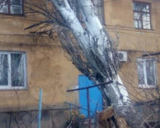 В Кривом Роге коммунальщики не успевают  убирать поваленные деревья (ФОТОФАКТ)