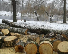 Подписи эколога под решением о вырубке деревьев в парке в Кривом Роге нет, - депутат