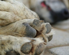 17 августа - Всемирный день бездомных животных: в Кривом Роге  их количество исчесляется тысячами