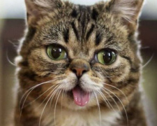Умерла одна из самых знаменитых кошек в интернете: фото