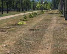 Вандалы в Кривом Роге уничтожили два десятка молодых деревьев (ФОТО)