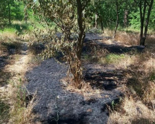 У Покровському районі вогонь знищив два гектари зелених насаджень