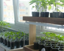 Огород на балконе: криворожан научат как выращивать урожай на небольших участках