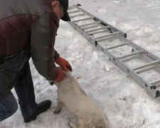 Журналисты в Кривом Роге спасли собаку из заточения (ФОТО)