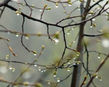 Прогноз погоды в Кривом Роге на среду: дождь с грозами и ветер