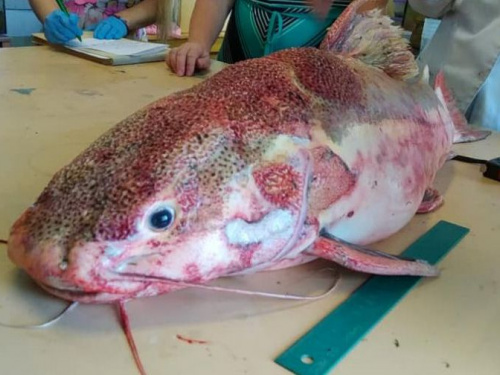 Рыба моей мечты: в Кривом Роге выловили 11-килограммового речного хищника (фото)