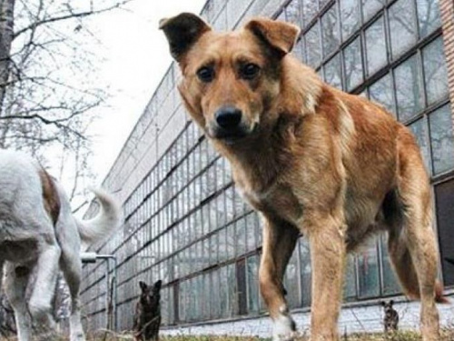 Стерилизацию собак Кривого Рога будут проводить ветеринары из Харьковской области