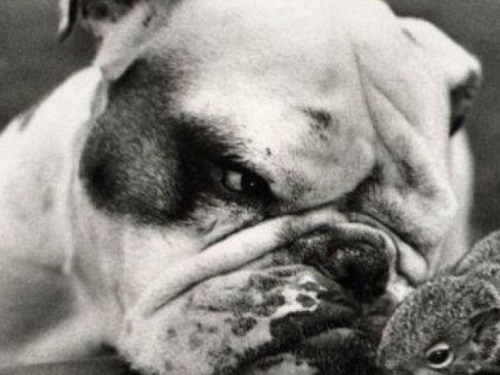 «Собачий вопрос»: каковы будут новые правила содержания домашних животных в Кривом Роге