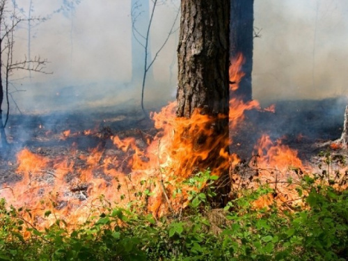 50 пожаров и 11 гектаров - лес Днепропетровщины страдает из-за человеческой халатности