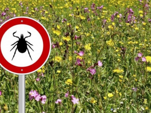 Жителей Кривого Рога предупреждают об укусах опасных насекомых