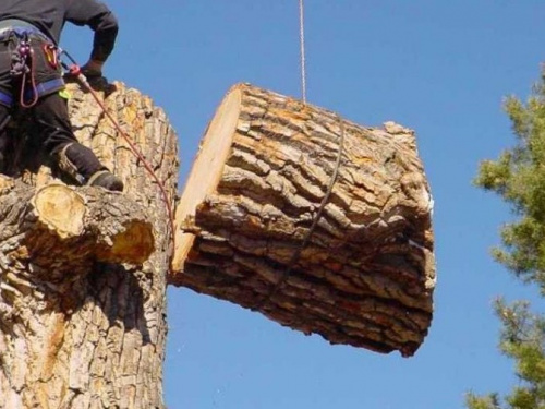 Криворожане зарегистрировали петицию о спиле особо опасных деревьев на всей территории города