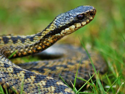 На территории Криворожья активизировались змеи: позаботьтесь о безопасном отдыхе на природе в выходные