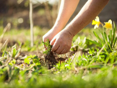 Як позбутися бур’яну на городі: корисні поради для городників