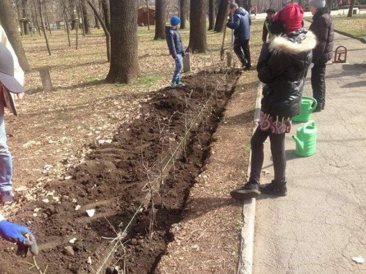 Криворожане высадили 200 кустов живой изгороди в городском парке (фото)