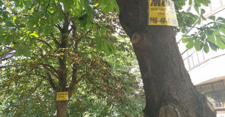 У Кривому Розі реклама на деревах заборонена – нагадування