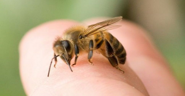 В Днепропетровской области мужчину до смерти покусали пчелы