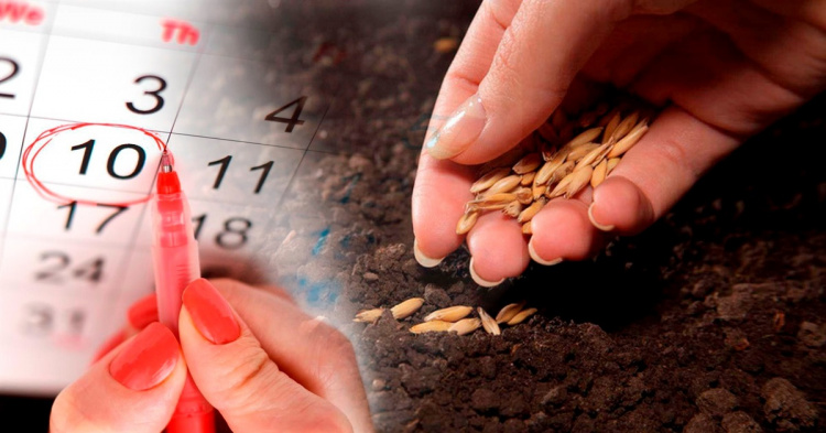 Садівникам, городникам і дачникам: місячний посівний календар на квітень