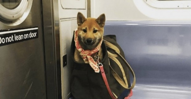 В Нью-Йорке запретили проезд в метро с собаками. Но есть одно "но"