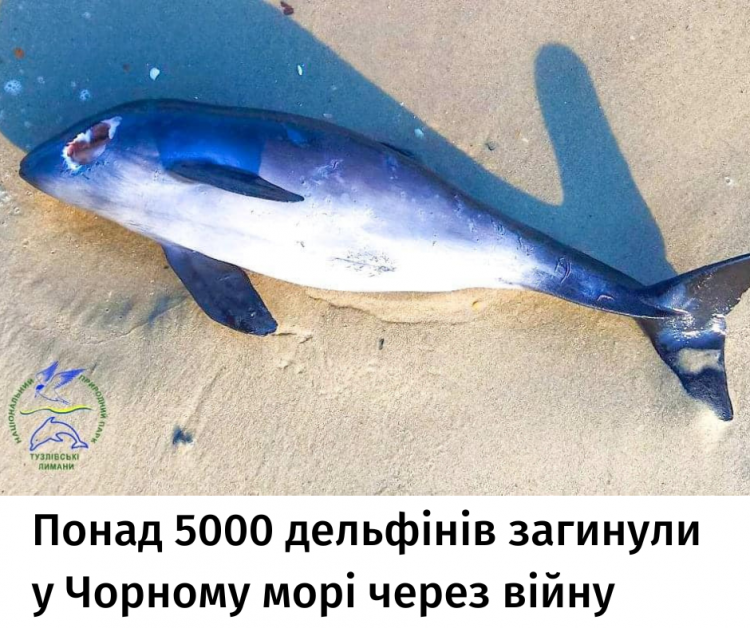Загинуло понад 5 000 дельфінів: біолог про ситуацію в Чорному морі
