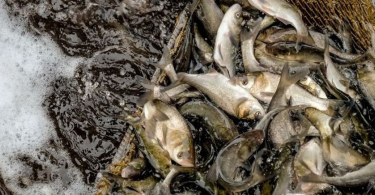 С начала нереста в Днепропетровской области поймали более 300 браконьеров