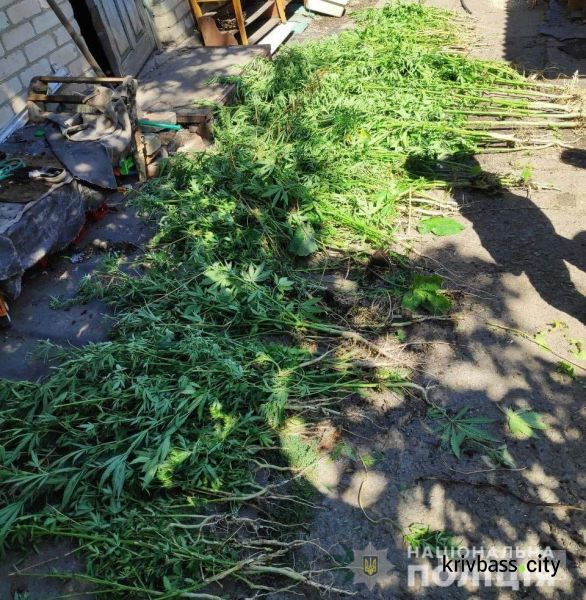 Житель Терновского района на огороде выращивал 217 кустов конопли