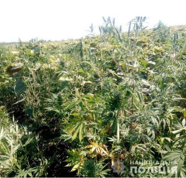 На Днепропетровщине фермер на полях обнаружил заросли конопли (фото)