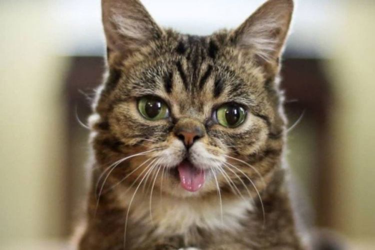 Умерла одна из самых знаменитых кошек в интернете: фото