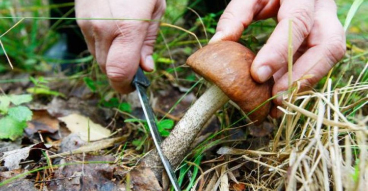 Жителей Кривого Рога предупреждают об опасности отравления грибами