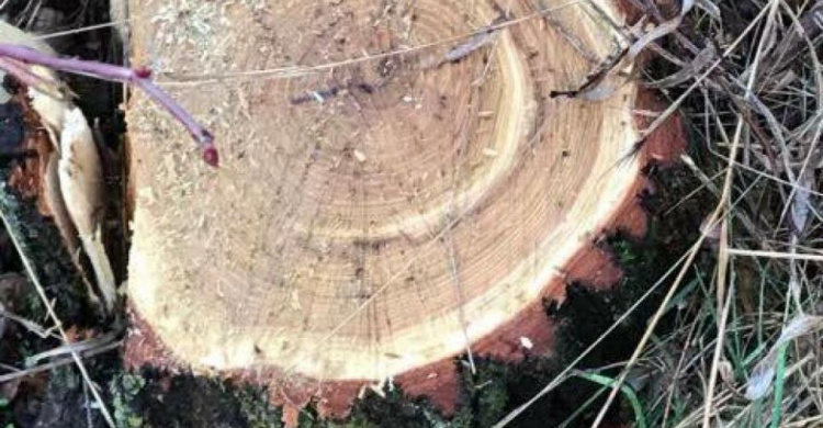 Трое сотрудников "Криворожского лесхоза" пойдут под суд за незаконную вырубку леса