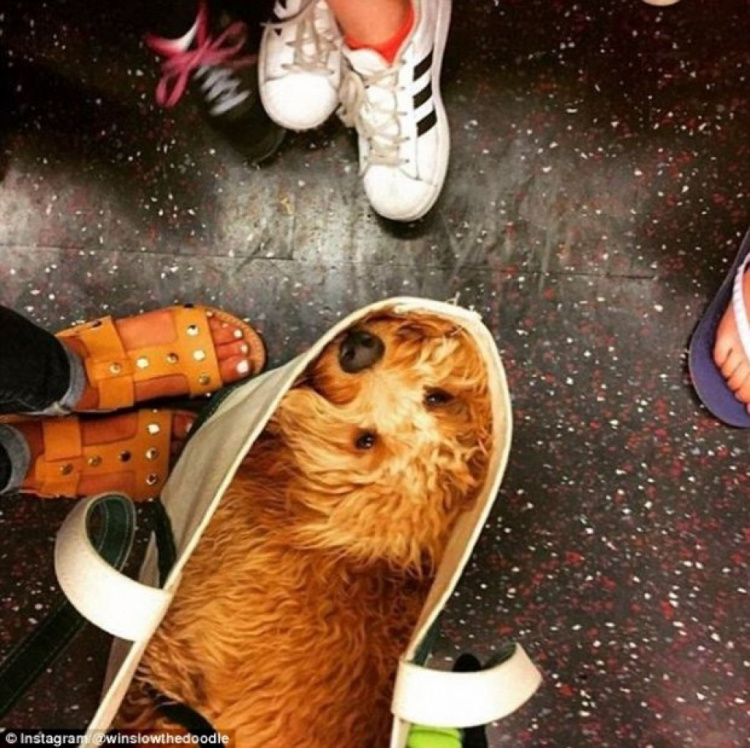 В Нью-Йорке запретили проезд в метро с собаками. Но есть одно "но"