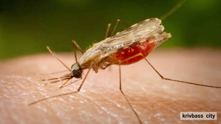 За останні десять років на Дніпропетровщині зафіксували 24 випадки малярії