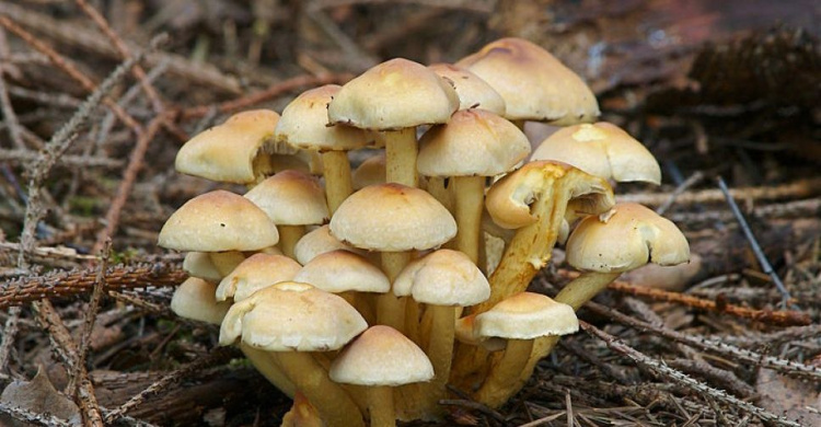 На Днепропетровщине две семьи отравились грибами
