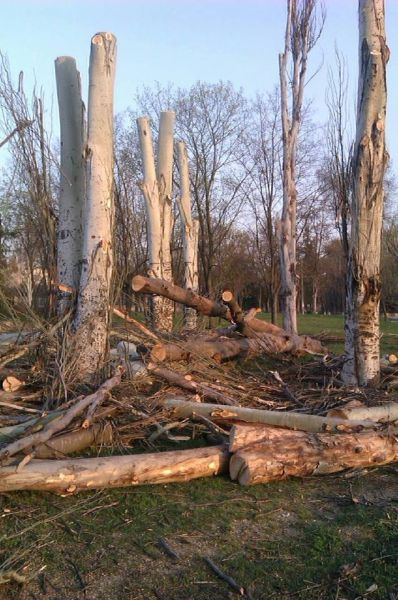 В Кривом Роге в результате "омоложения" от деревьев остаются одни пеньки (ФОТОФАКТ)