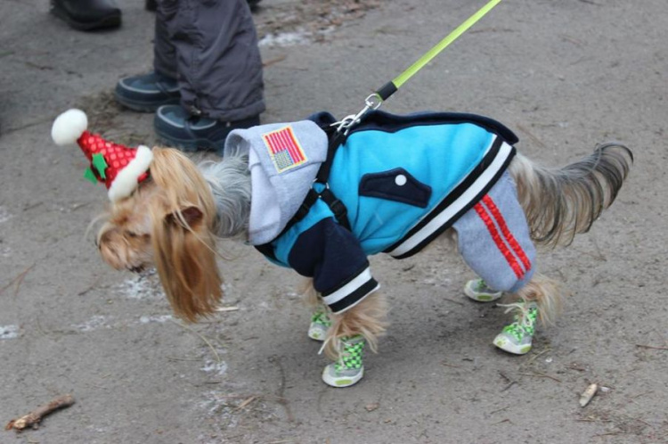 В Кривом Роге состоялся новогодний карнавал для собак (ФОТОРЕПОРТАЖ)