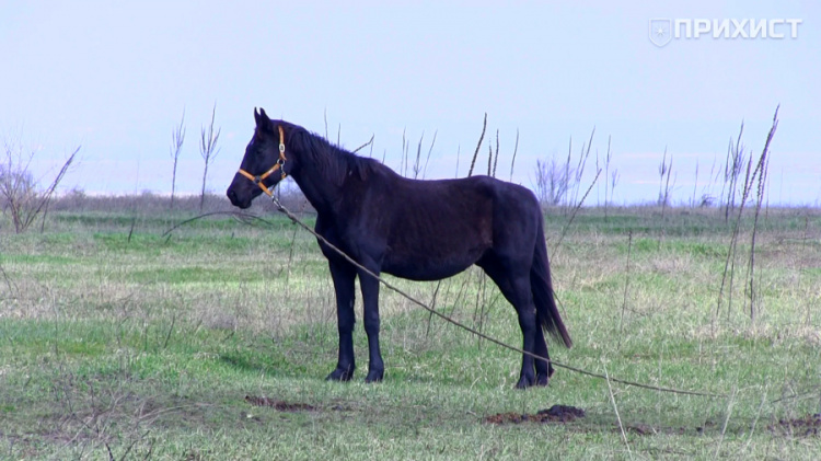 Безкоштовне лікування кіньми: як працює бізнес на прифронтових територіях Дніпропетровщини