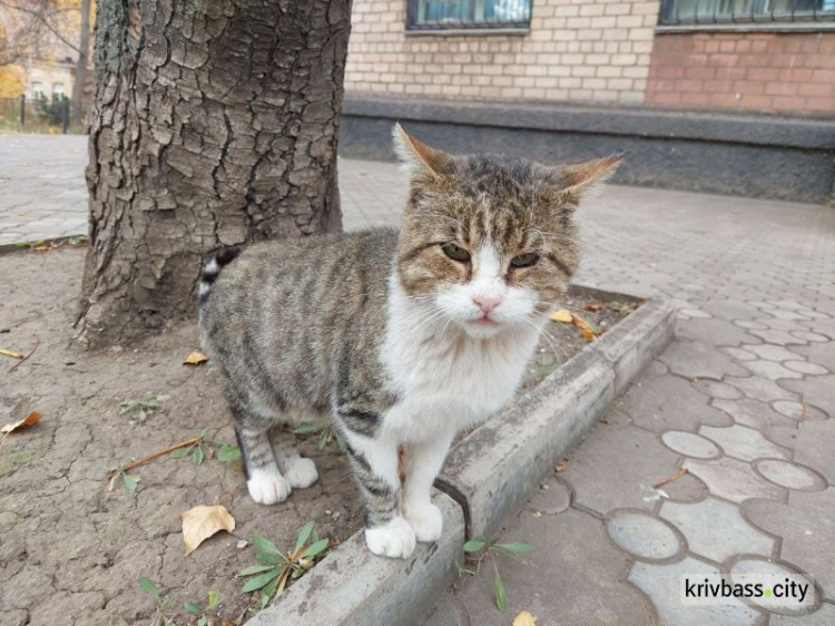 Уряд України доручив містам врегулювати чисельність безпритульних тварин