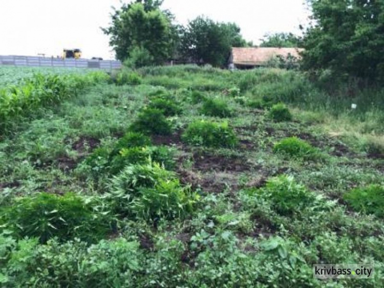 В Криворожском районе у местного жителя нашли 605 кустов конопли, каннабис и патроны